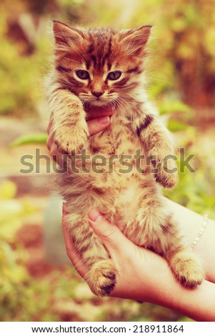 kitten in human hands with a vintage retro instagram filter
