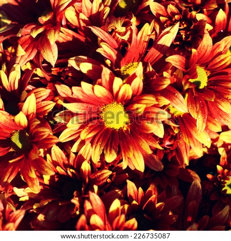 beautiful orange chrysanthemums in autumn garden. Photo toned style Instagram filters.