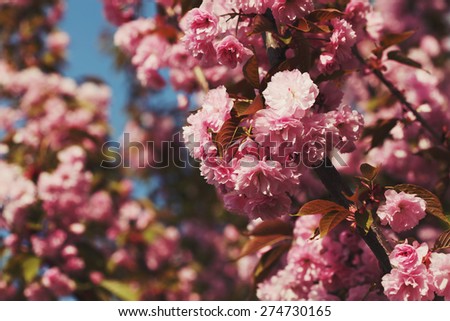 Photo spring sakura pink flower with vintage color toned instagram filter