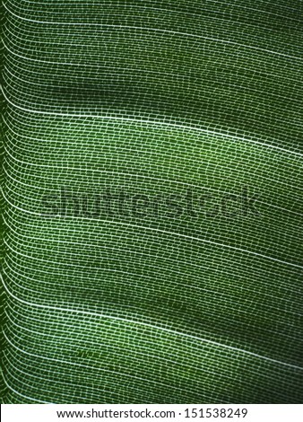 Closeup of a leaf showing it\'s leaf veins.