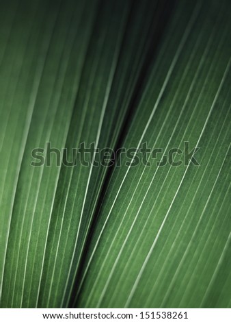 Close-up of a leaf showing it\'s leaf veins.