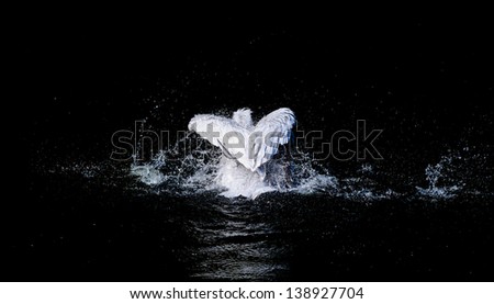 big swimming white pelican with flapping wings in the drops of water on a black background