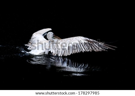 Big swimming white pelican with flapping wings in the drops of water on a black background