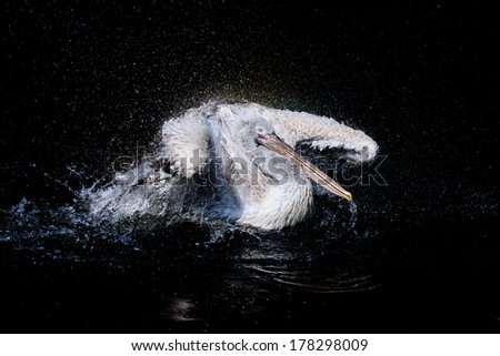 Big swimming white pelican with flapping wings in the drops of water on a black background