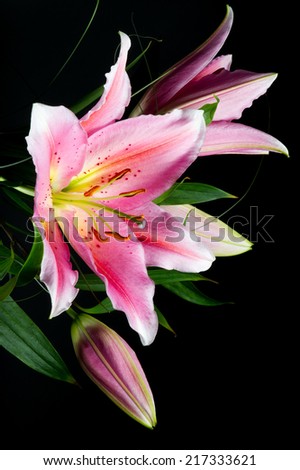Bouquet of pink lilies with white-pink petals on a black background