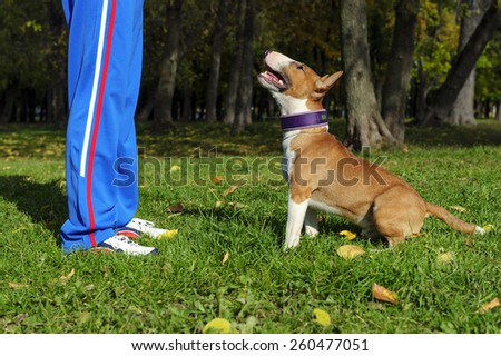 Bull terrier outdoor training process - funny young dog diligently execute the sit command on green grassy lawn in sunny summer park