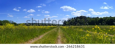 Rural road in village field with yellow flowers near forest under blue sky and white clouds in summer sunny day - country landscape panorama