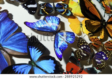Many colorful tropical butterfly on white background, nature wildlife pattern, selective focus