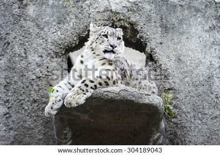 Snow leopard irbis lying on ledge of grey rock, panther uncia, big predatory spotty white cat with green eyes, wildlife