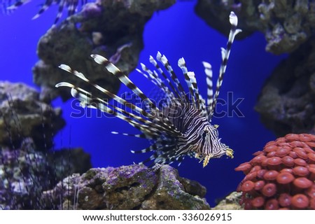 Lionfish with striped pattern on body swims near stones and coral reef underwater, diving, sealife, selective focus