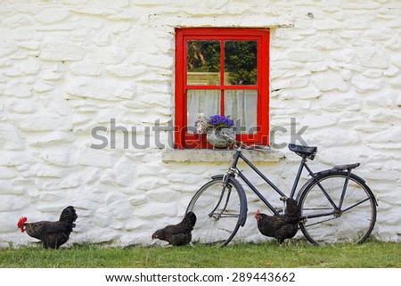 Rural scene: Traditional Irish cottage with bicycle and farm animals