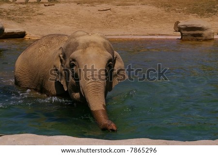 Female elephant in water with trunk extended