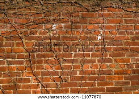 old brick wall with vines growing on it