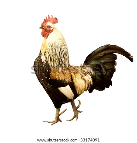 stock-photo-rooster-isolated-on-white-ba