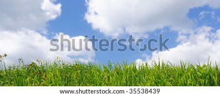 Wild grass and blue sky-banner