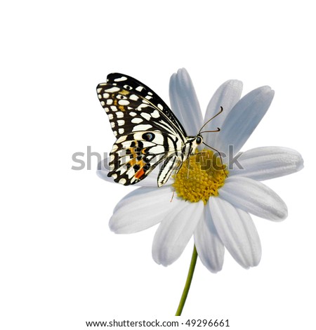 daisy butterfly