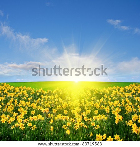 Spring meadow and sun