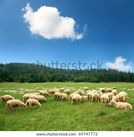 Herd of sheep on beautiful mountain meadow