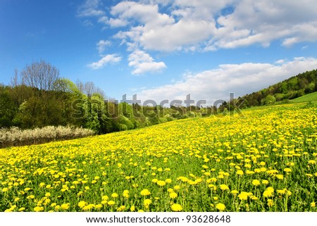 Beautiful spring landscape with a dandelion meadow