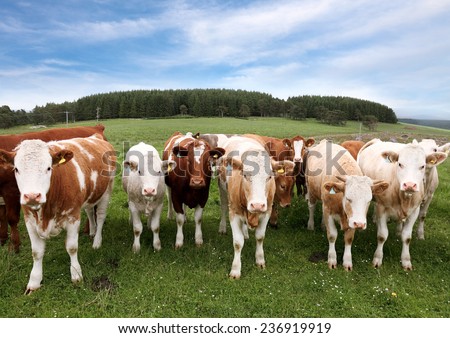 Herd of cattle in English countryside