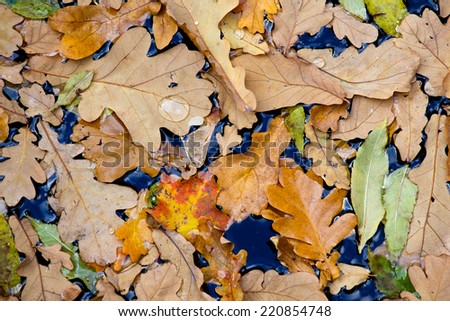 Leaves of autumn trees in water, big water drop on oak leaf