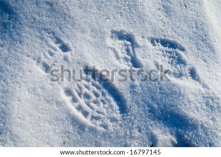 Two footprints in snow (winter walk)