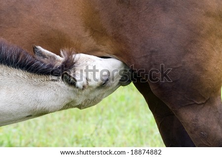 White Colt