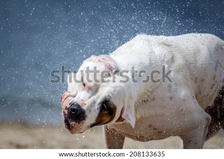 Dog shaking off water