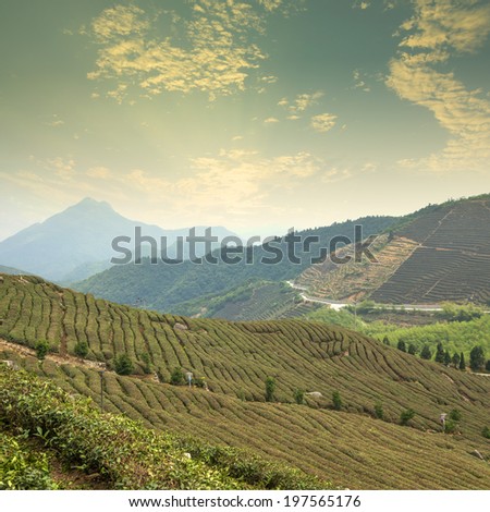 Sunset tea Mountains