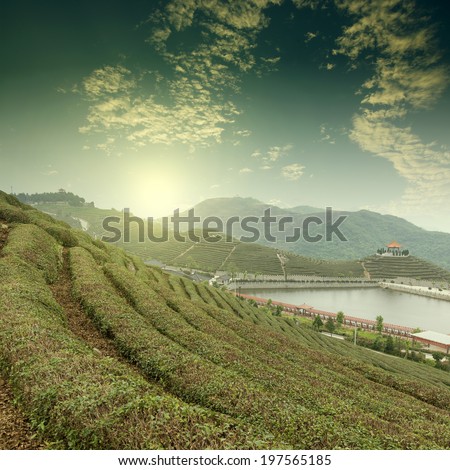 Sunset tea Mountains
