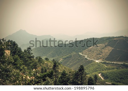 Tea mountain scenery