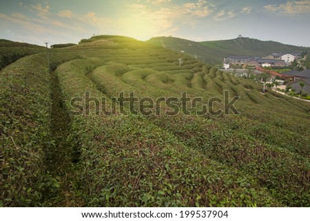 Tea mountain scenery