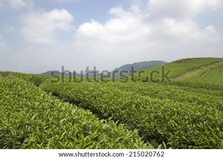 Tea mountains