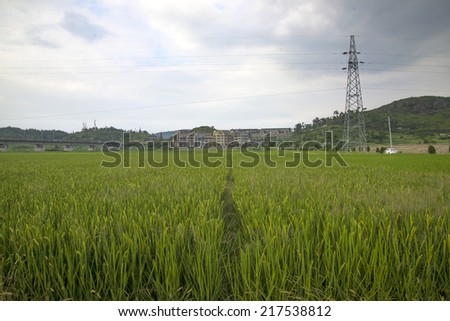 Electricity tower in rural rice field