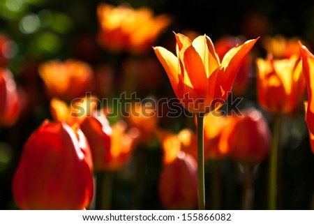 Orange tulip in Central Park, New York