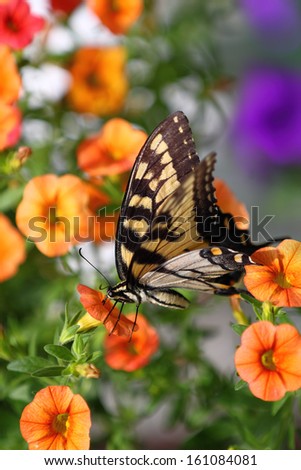 Easter Tiger Swallowtail butterfly feeding of orange minipetunias