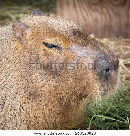 Capybara portrait. Native of South America, the Capybara is the largest rodent in the world