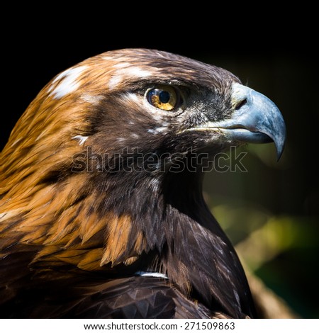 Portrait of a Golden Eagle. The golden eagle (Aquila chrysaetos) is one of the best-known birds of prey in the Northern Hemisphere.