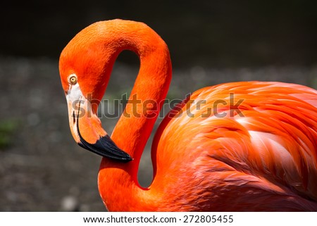 American Flamingo.  The American flamingo (Phoenicopterus ruber) is a large species of flamingo, also known as the Caribbean flamingo.