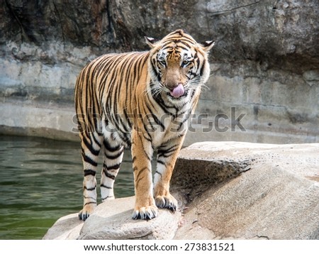 Tiger standing on rocks near the pool.