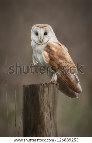 A Barn Owl perches on a fence post as it hunts in the fens.