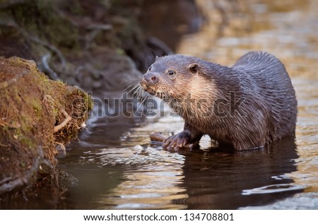 An Otter leaves the river at spending the morning hunting on a river in the English countryside