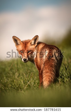 A fox turns and faces the camera while walking in a field on a summer\'s evening