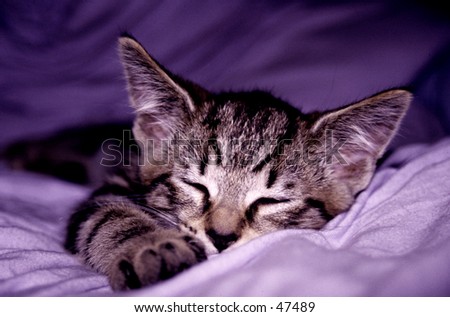 Kitten Asleep