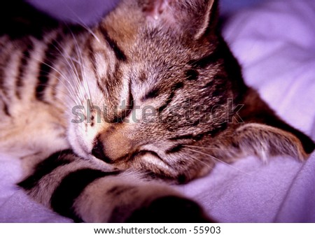 A sleeping kitten