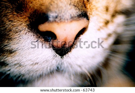 Macro shot of a cats nose