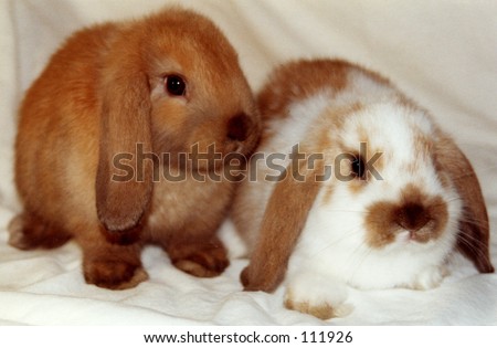 stock photo : A pair of Lop eared rabbits