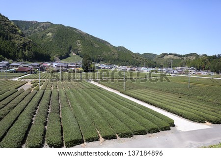 Green tea farm in early spring ready to harvest