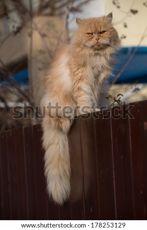 Beautiful Persian cat with long tail,  on a wooden fence