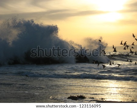 Birds in massive wave